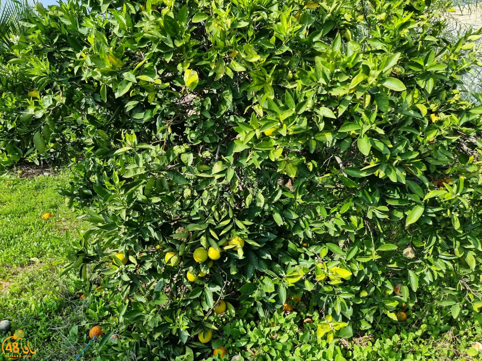 WhatsApp Image 2022-01-08 at 1.29.41 PM (1).jpg